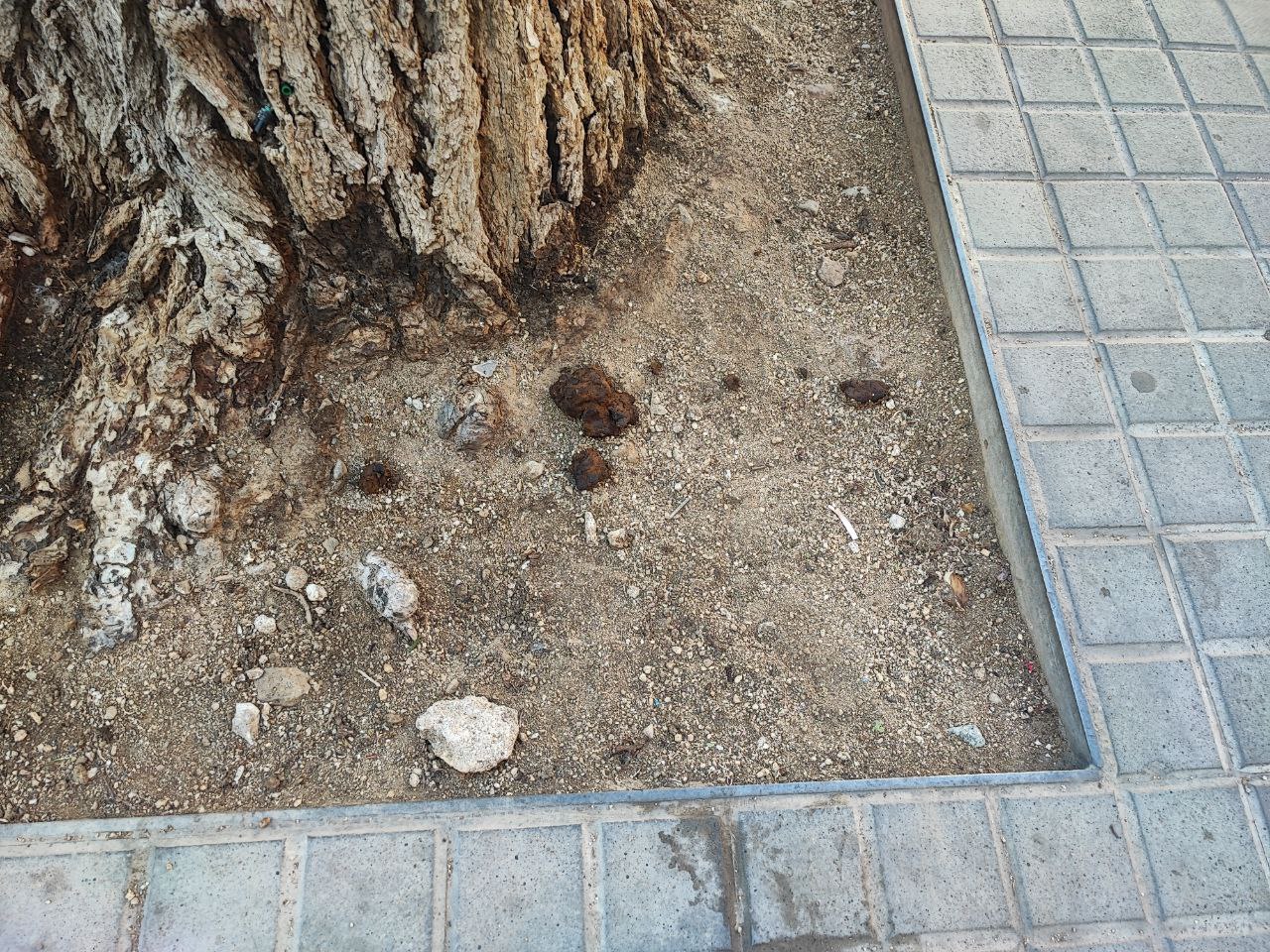 Que no quedi cap arbre sense la seva part d'abonament