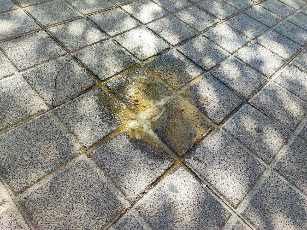 Aquesta no l'he pogut fotografiar en tota la seva